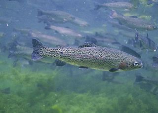 <span class="mw-page-title-main">Rainbow trout</span> Fresh-water species of fish