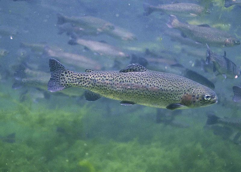 Rainbow trout - Wikipedia