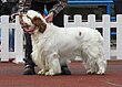 Clumber Spaniel en Tallin.JPG