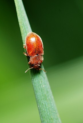 Descrição da imagem Coccidula rufa.jpg.