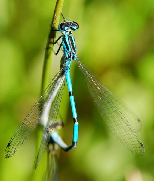 File:Coenagrion puella Luc Viatour.jpg