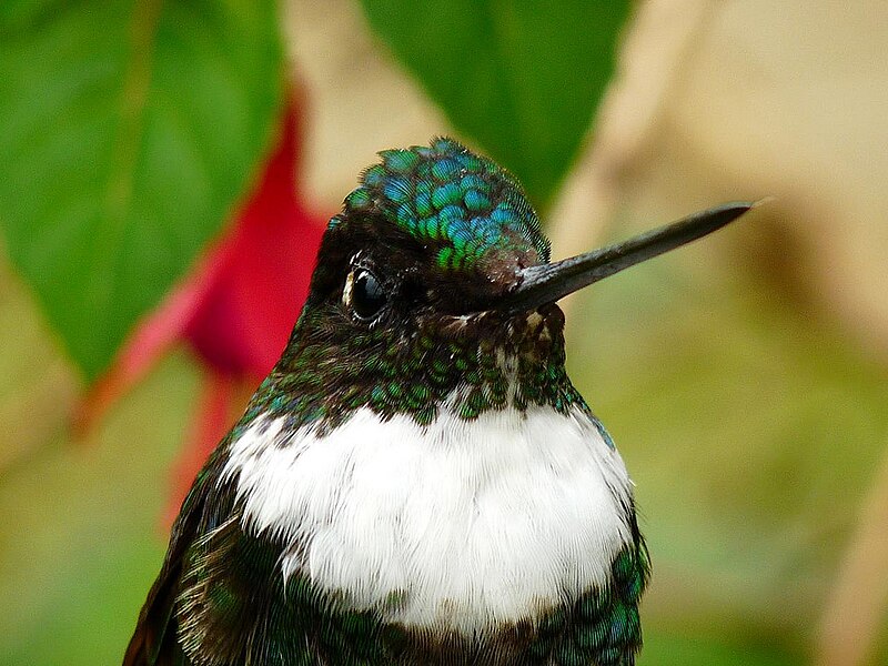 File:Collared Inca (Coeligena torquata) 1.jpg