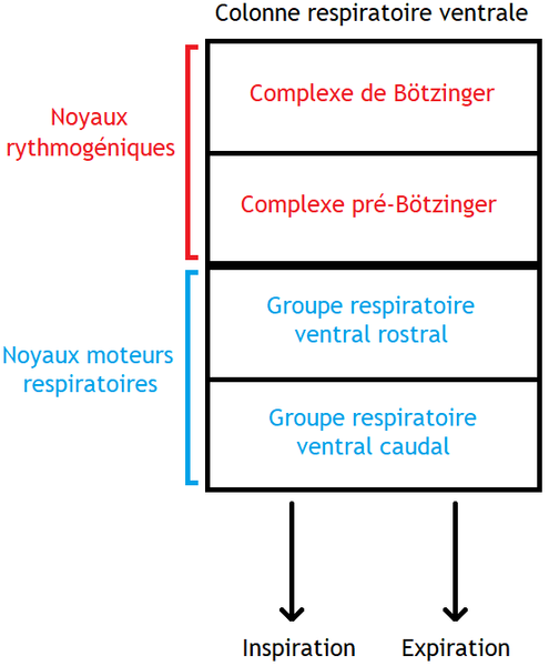 File:Colonnes respiratoires ventrales du tronc cérébral.png