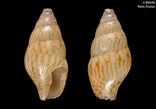 <i>Mitrella turbita</i> Species of gastropod