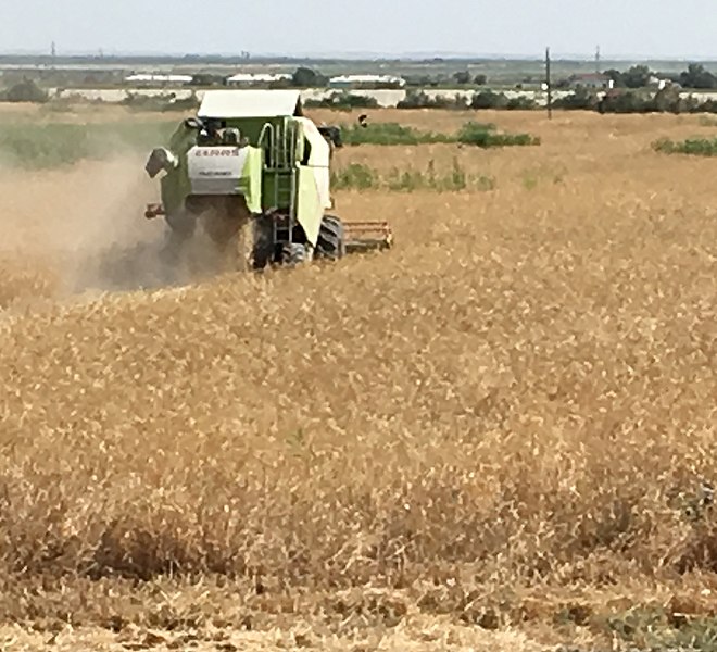 File:Combining-wheat-ahal.jpg