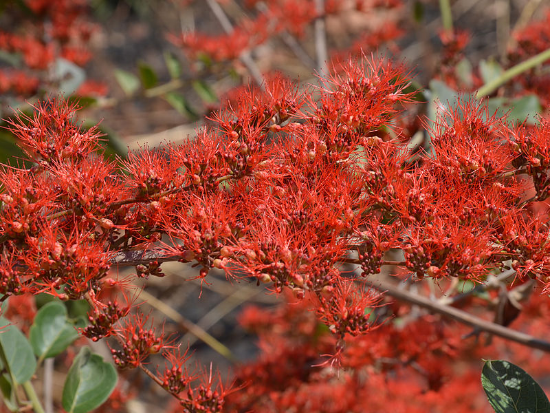 File:Combretum microphyllum (inflorescence).jpg