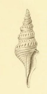 <i>Comitas exstructa</i> species of mollusc