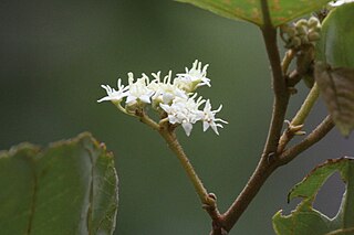 <i>Commersonia macrostipulata</i> Species of flowering plant