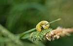 Thumbnail for File:Common Sawfly larva molting.jpg