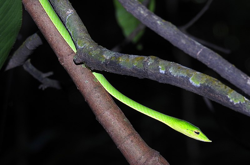 File:Common Vine Snake Ahaetulla nasuta by Raju Kasambe DSCN1328 (3).jpg