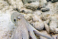 Common octopus Octopus vulgaris (4680378793).jpg