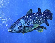 State Fish of The Federal Islamic Republic of The Comoros