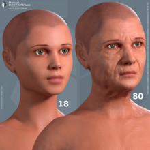 A comparison between the results of the age algorithm. The image also shows the skin shader and the wrinkle map that is automatically created by the ManuelbastioniLAB. Comparison between the results of the age algorithm.png