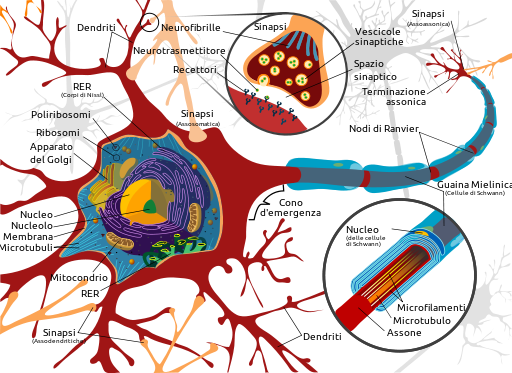 Complete neuron cell diagram it