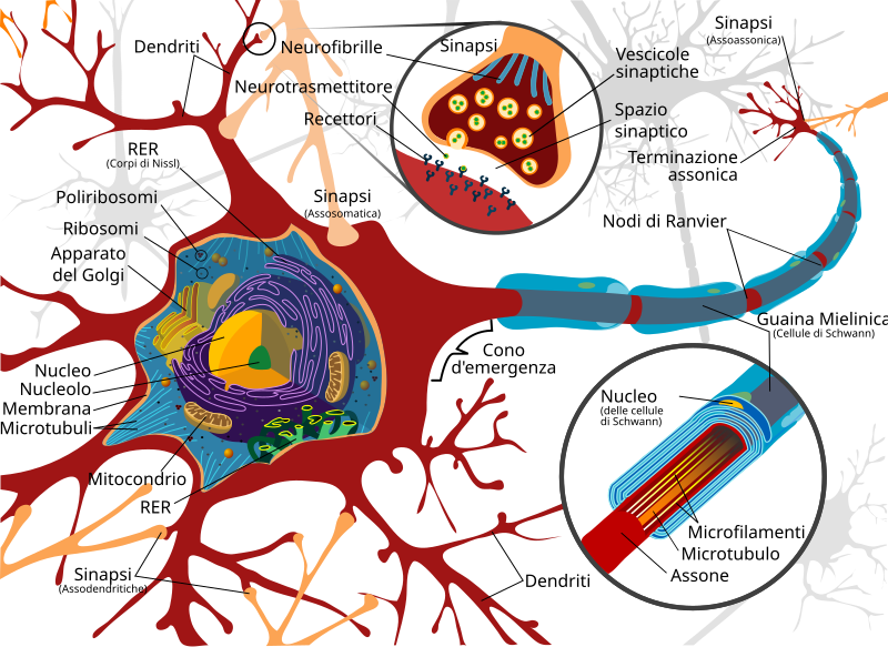 File:Complete neuron cell diagram it.svg