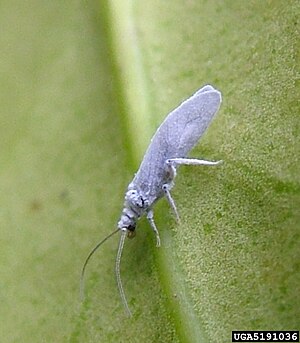 Dusty on European holly