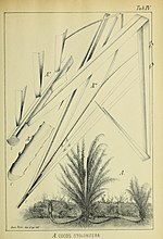 Thumbnail for File:Contributions du Jardin botanique de Rio de Janeiro (1901) (20499344969).jpg