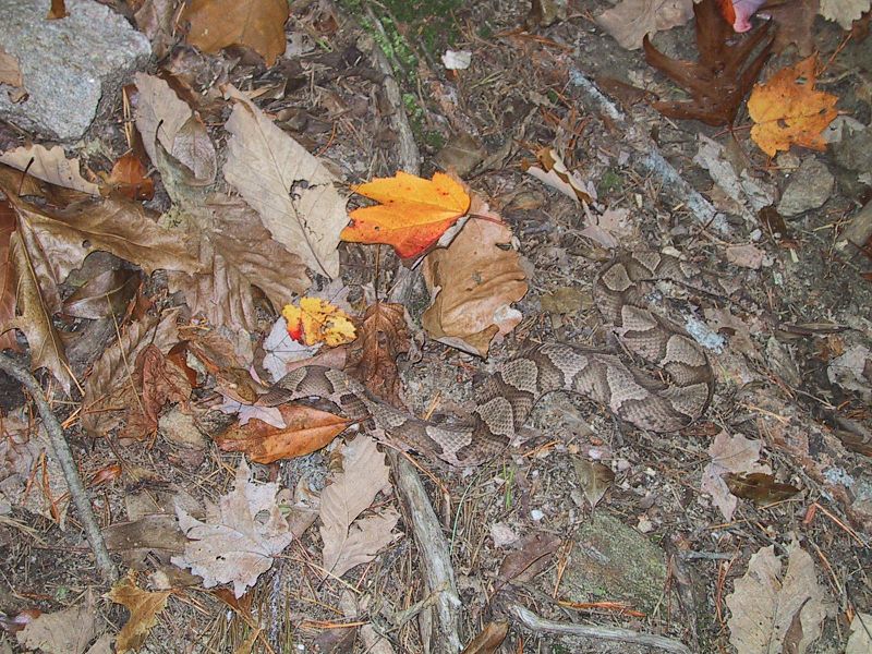 File:Copperhead snake (1).jpg