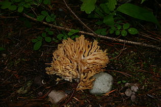 Rocky Point Trail, Fish Creek