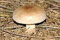 Cortinarius variicolor