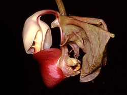 The shapes, colors and fragrances of orchids are the result of their coevolution with pollinators. Pictured is a flower Coryanthes leucocorys, species that has evolved one of the most fascinating mechanisms of attracting pollinators by means of a liquid-filled pouch. Coryanthes leucocorys Orchi 02.jpg