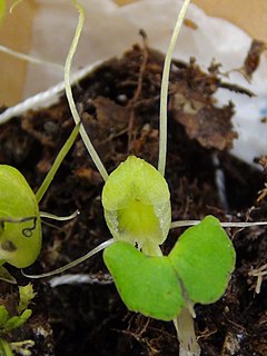 <i>Corybas walliae</i> Species of orchid