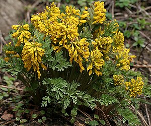 Corydalis govaniana in Kullu distt, HP W IMG 7003.jpg