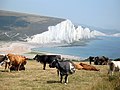 "Cows_on_South_Hill_overlooking_CUCKMERE_HAVEN_-_panoramio.jpg" by User:Panoramio upload bot