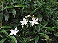 Crape Jasmine from Kanhangad, Kasargod