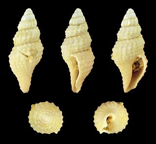 <i>Crassispira hypermeces</i> species of mollusc