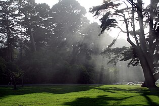 The rays in the fog