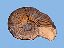 Crioceratitidae - Pseudothurmannia türü JPG