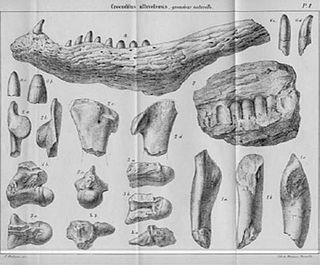 <i>Massaliasuchus</i> Extinct genus of reptiles