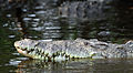 4. Hegyesorrú krokodil (Crocodylus acutus) a La Manzanilla mocsárban (Mexikó) (javítás)/(csere)