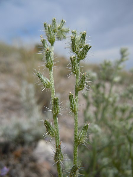 File:Cryptantha scoparia (5062661559).jpg