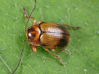 <i>Cryptocephalus pusillus</i> Species of beetle