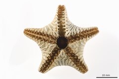 File:Ctenodiscus australis - AST-000048 hab-ven.tif (Category:Ctenodiscus australis)