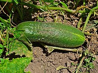 Cucumis sativus 0003.JPG