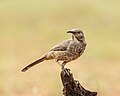 Thumbnail for File:Curve-billed Thrasher (34799550162).jpg