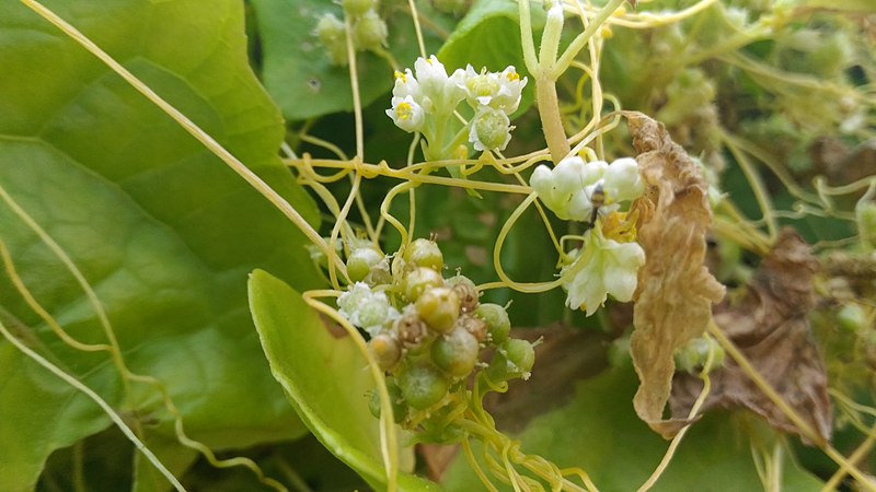 File:Cuscuta reflexa moodillathali flowers.jpg