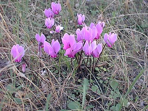 Cyclamen graecum02.jpg