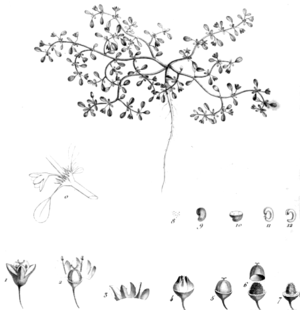 Cypselea humifusa Рисунок в первом описании