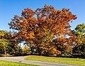 * Nomination Oak at the heart pond in the wildlife park in Dülmen, North Rhine-Westphalia, Germany --XRay 04:30, 18 January 2023 (UTC) * Promotion  Support Good quality -- Johann Jaritz 05:19, 18 January 2023 (UTC)