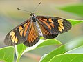 Um Nymphalidae Heliconiinae Acraeini sul-americano do gênero Actinote, cuja fêmea de D. melia é mimética.