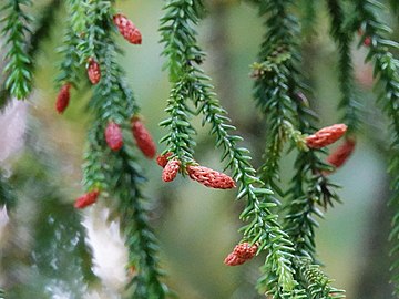 Dacrydium cupressinum male cones.jpg