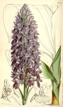 Dactylorhiza foliosa (as Orchis foliosa) - Curtis' 84 (Ser. 
 3 no. 
 14) pl. 
 5074 (1858). 
 jpg