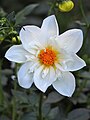 Dahlia 'Twyning's White Chocolate', Dalia 'Twyning's White Chocolate', 2021-09-03