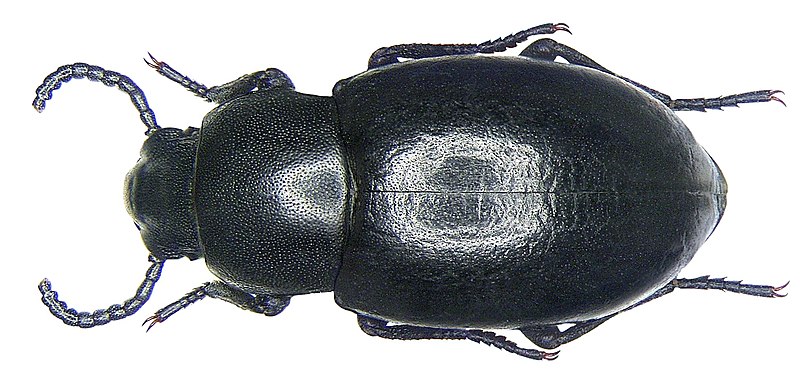 File:Dailognatha pumilo Baudi, 1874 (3613925009).jpg