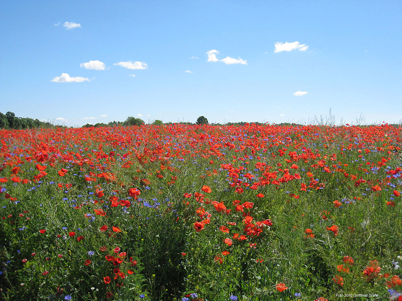 File:Das Sommerfeld bei Kremmen, Foto 2 Gottfried Grafe 2010.jpg