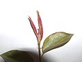 Damage by gall midges (Cecidomyiidae) on pear leaves